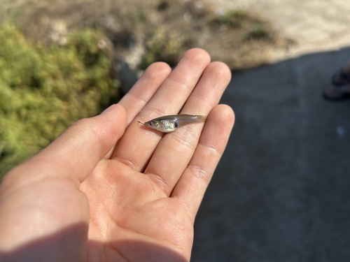 Eastern Mosquitofish