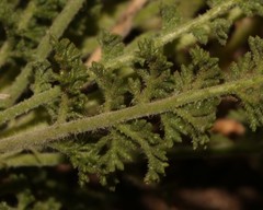 Pelargonium tragacanthoides