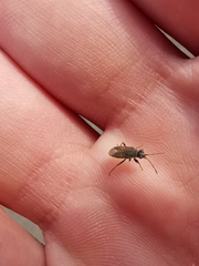 Peritrechus gracilicornis