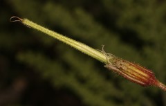 Pelargonium tragacanthoides