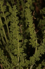 Pelargonium tragacanthoides