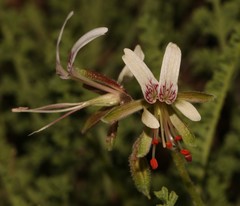 Pelargonium tragacanthoides