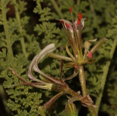 Pelargonium tragacanthoides