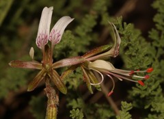 Pelargonium tragacanthoides