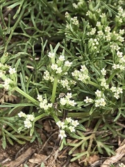 Ammoselinum popei