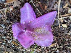 Rhododendron catawbiense