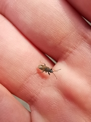 Peritrechus gracilicornis