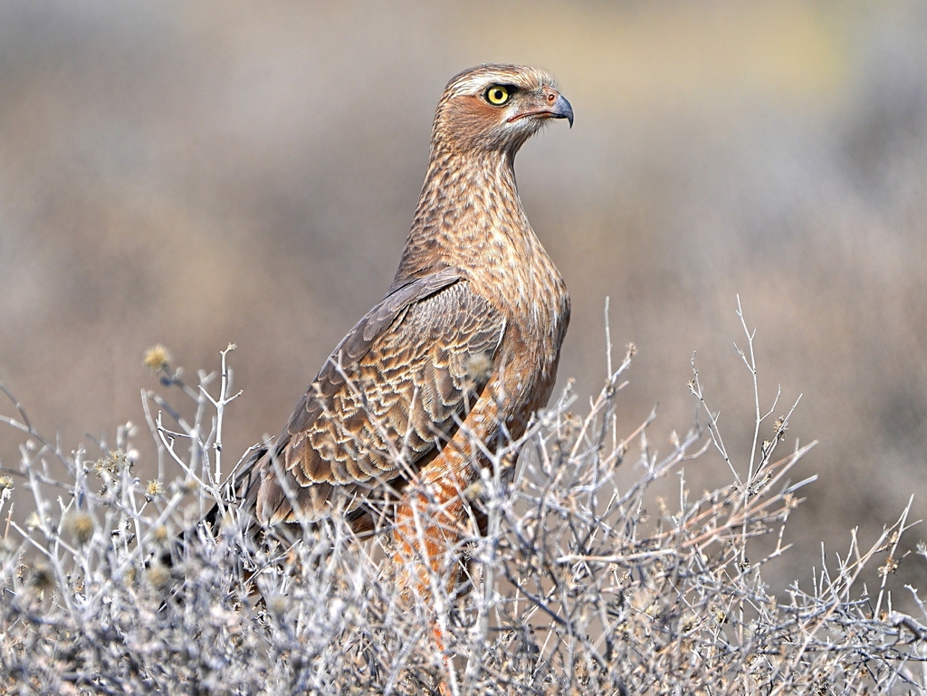 Pale Chanting-Goshawk