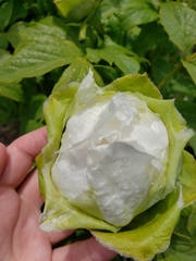 Paeonia × suffruticosa