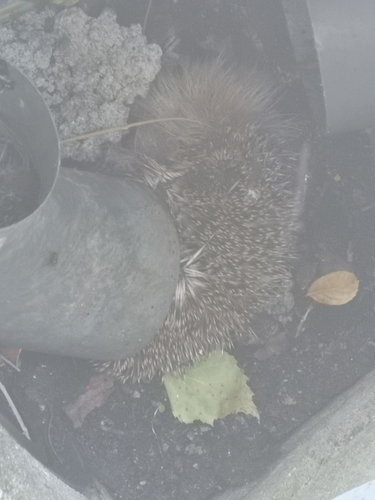 Common Hedgehog
