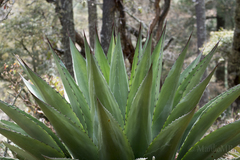 Agave gentryi