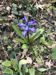 Hyacinthus