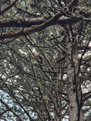 Eurasian Red Squirrel