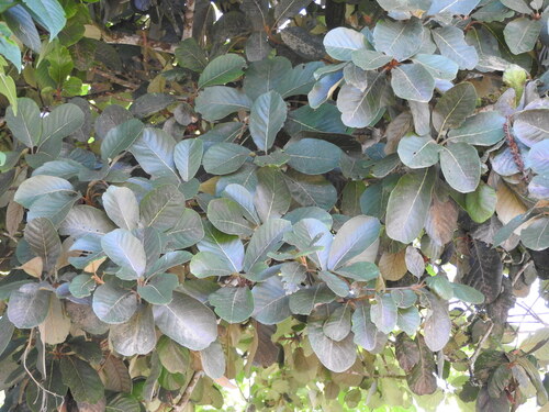 Clethra mexicana, photograph 4