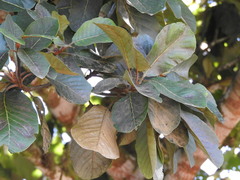 Clethra mexicana, photograph (c) Alexis López Hernández, some rights reserved (CC BY)