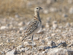 Double-Banded Courser photo 1