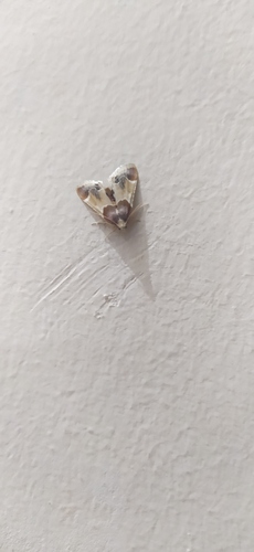 Meal moth