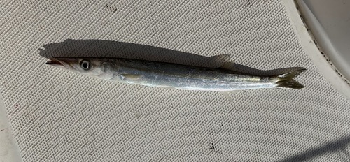 European Barracuda