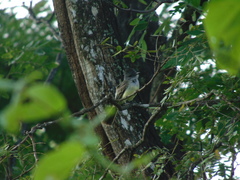 Myiarchus phaeocephalus