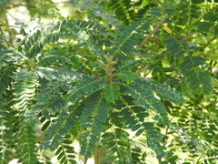 Alvaradoa amorphoides, photograph (c) Alexis López Hernández, some rights reserved (CC BY)