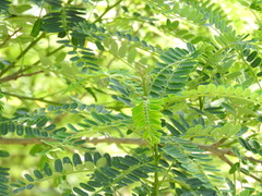 Alvaradoa amorphoides, photograph (c) Alexis López Hernández, some rights reserved (CC BY)