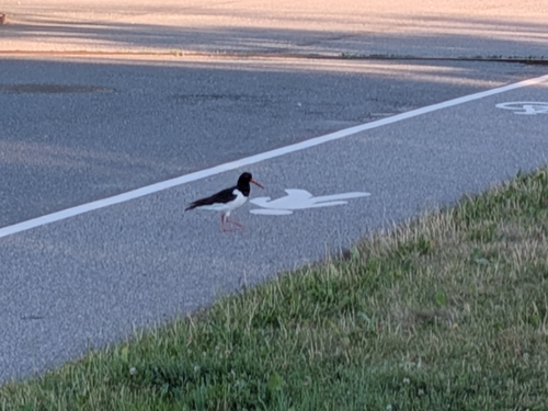 Eurasian Oystercatcher