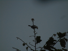 Polioptila bilineata