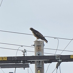 Red-tailed Hawk
