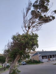 Eucalyptus camaldulensis