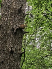Eurasian Red Squirrel