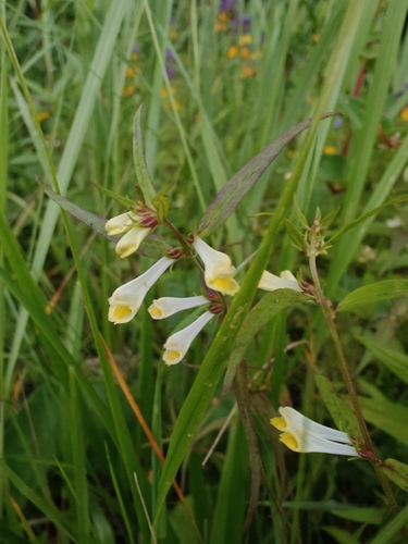 Наблюдение на iNaturalist