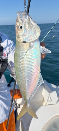 Spotfin Scad