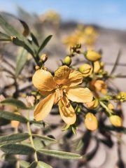 Senna cumingii