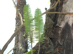Pecluma plumula