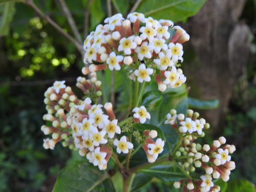 Rogiera amoena, photograph 2
