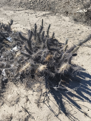 Miqueliopuntia miquelii, photograph 6