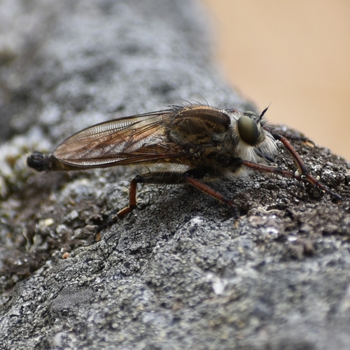 Machimus chrysitis