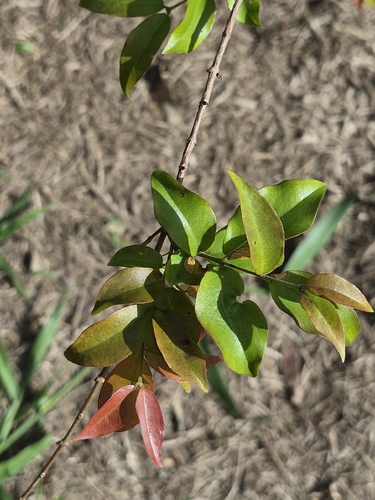 Plinia cauliflora