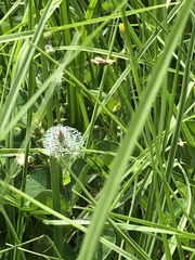 Argiope aurantia