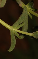 Delosperma multiflorum
