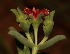 Delosperma multiflorum