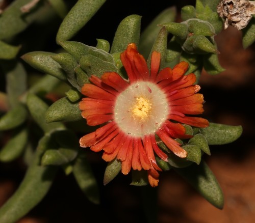 Delosperma multiflorum (Delosperma multiflorum)