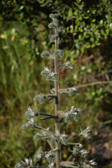 Echium italicum