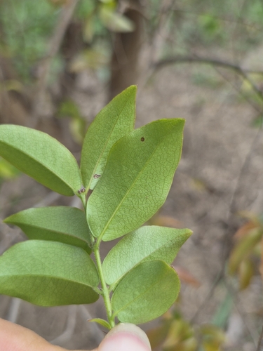 Plinia cauliflora