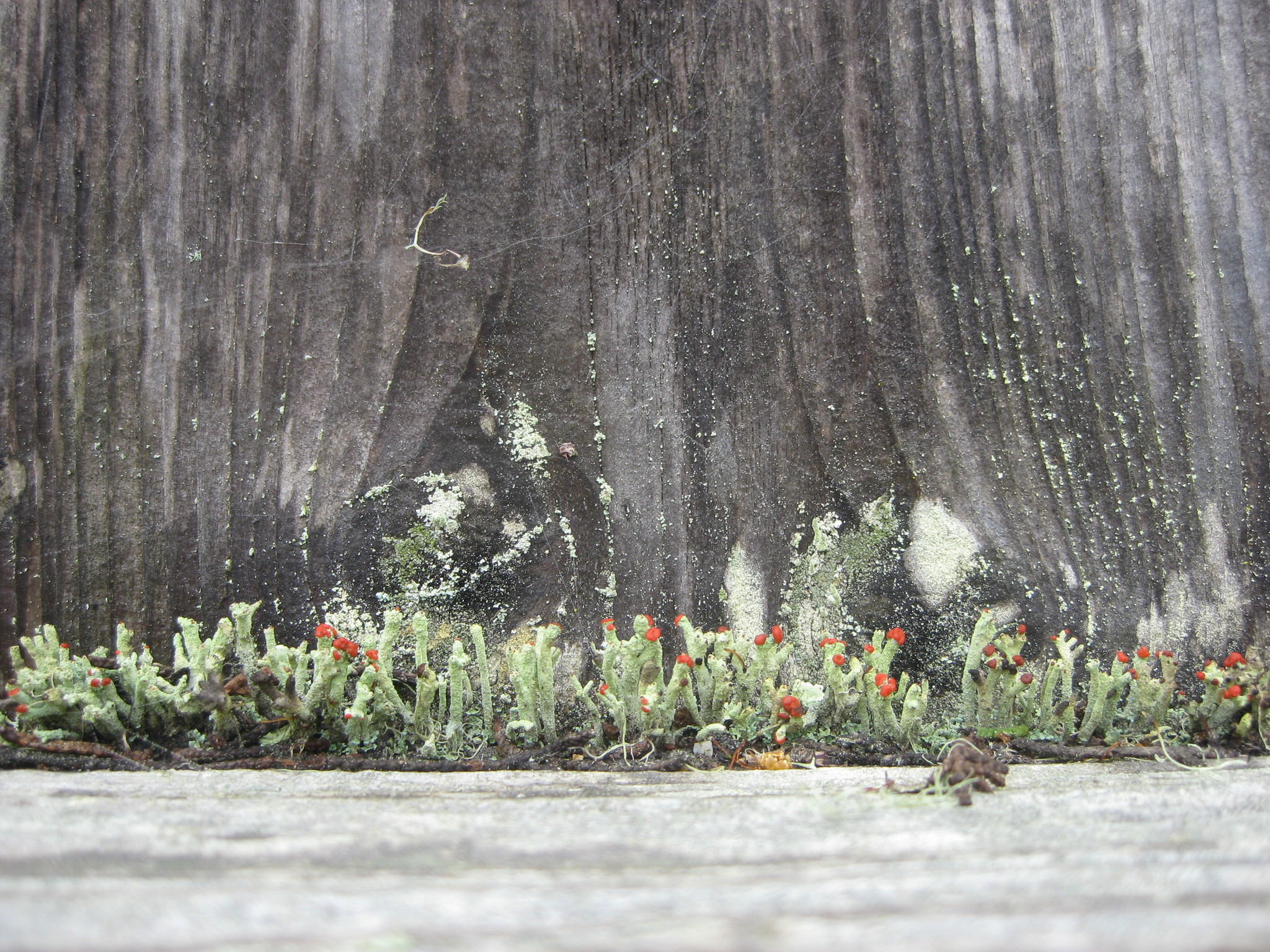 Cladonia macilenta image