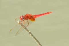 Broad Scarlet