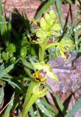 Ophrys lutea galilaea
