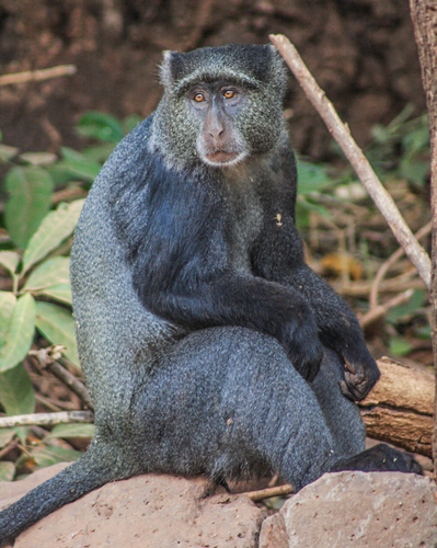 Blue monkey - Wikipedia