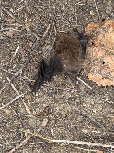 iNaturalist observation photo of Bats