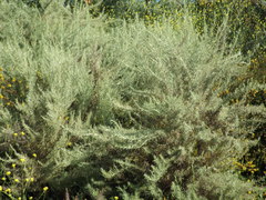 Artemisia californica